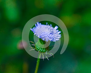 Beautiful Wildflower from Kalaw