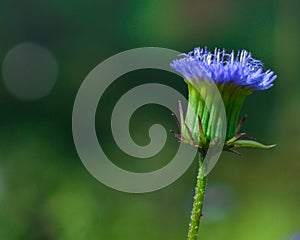 Beautiful wildflower from Kalaw