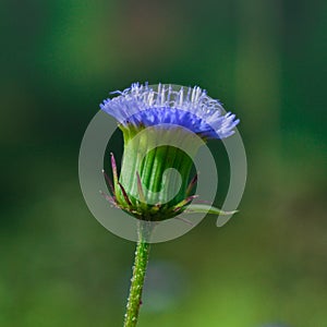 Beautiful wildflower from Kalaw