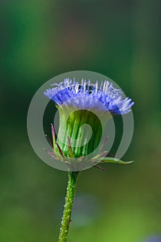 Beautiful wildflower from Kalaw