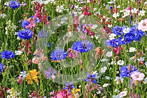 Beautiful wildflower meadow