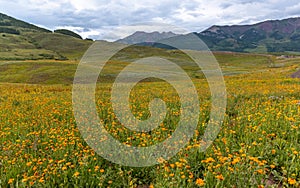 Beautiful wildflower meadow in Crested Butte, Colorado