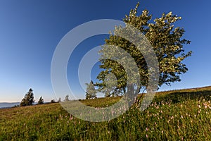 Beautiful wildflower meadow with knotweed Common bistort