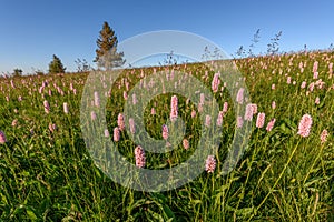 Beautiful wildflower meadow with knotweed Common bistort