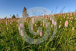 Beautiful wildflower meadow with knotweed Common bistort