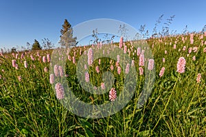 Beautiful wildflower meadow with knotweed Common bistort