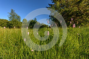 Beautiful wildflower meadow with knotweed Common bistort