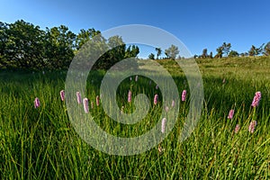 Beautiful wildflower meadow with knotweed Common bistort