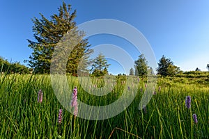 Beautiful wildflower meadow with knotweed Common bistort