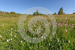 Beautiful wildflower meadow with knotweed Common bistort