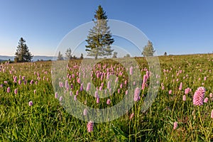 Beautiful wildflower meadow with knotweed Common bistort