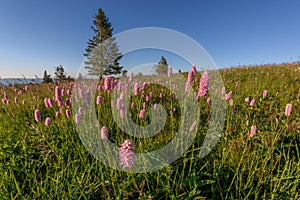 Beautiful wildflower meadow with knotweed Common bistort