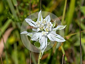 Beautiful Snow on the Mountain Wildflower in the Kansas Prairie