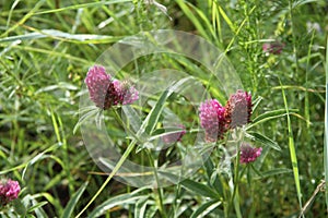 Beautiful wildflowers