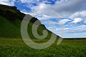 Beautiful wildflowers are blooming in Iceland.