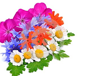 Beautiful wildflowers, chamomiles, chrysanthemums, petunia isolated on white