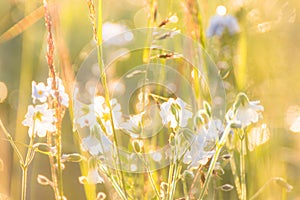 Beautiful wildflowers with dew drops on a summer morning at dawn in blur light shallow depth of field