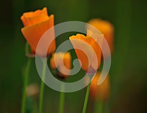 Beautiful wildflowers eschscholzia californica