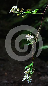 beautiful wildflowers in Great Smoky Mountains National Park. Blue Ridge Mountains. Appalachian. Hiking.