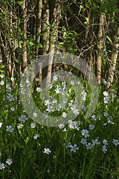 Beautiful wildflowers of Greater Stitchworts with grove background in shade