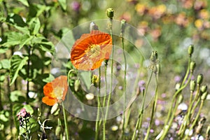 Beautiful wildflowers in the meadow, wild flowers and poppies on a sunny day.