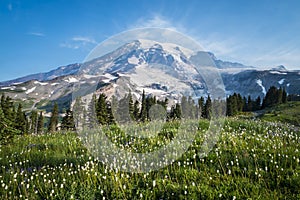 Beautiful wildflowers and Mount Rainier