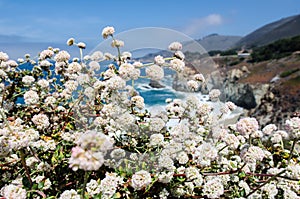 Beautiful wildflowers near Big Sur California along the Pacific Coast Highway