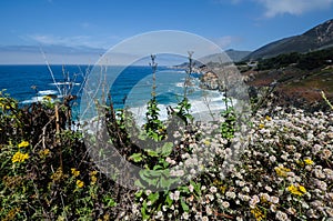 Beautiful wildflowers near Big Sur California along the Pacific Coast Highway