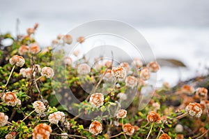 Beautiful wildflowers near Big Sur California along the Pacific Coast Highway