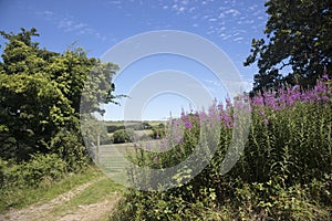 Beautiful wildflowers in North Devon England