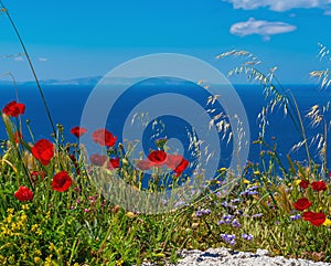 Beautiful wildflowers and poppies on a background of blue sea