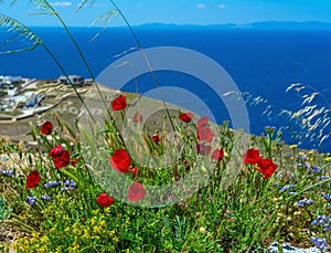 Beautiful wildflowers and poppies on a background of blue sea