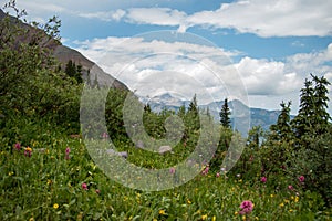 Beautiful wildflowers on a vibrant green hill in Colorado