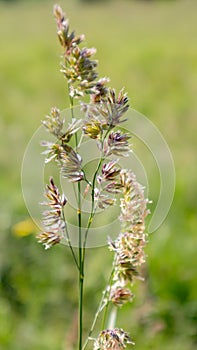 Beautiful wildflowers and wild herbs on a green meadow. Warm and sunny summer day. Meadow flowers. Wild summer flowers field.