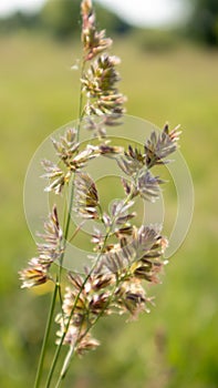 Beautiful wildflowers and wild herbs on a green meadow. Warm and sunny summer day. Meadow flowers. Wild summer flowers field.