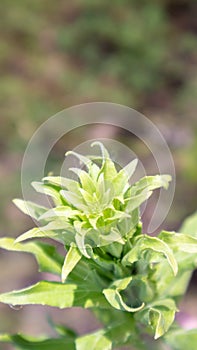 Beautiful wildflowers and wild herbs on a green meadow. Warm and sunny summer day. Meadow flowers. Wild summer flowers field.