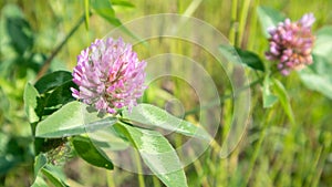 Beautiful wildflowers and wild herbs on a green meadow. Warm and sunny summer day. Meadow flowers. Wild summer flowers field.