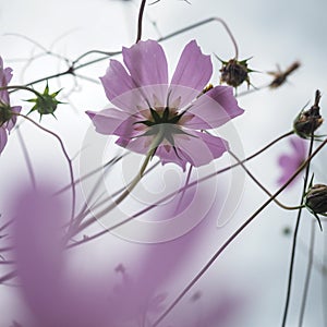 Beautiful wildflowers on a wonderful sunny day