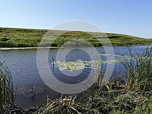 Beautiful wildlife with lakes and water lilies. Landscape with water. The reeds.