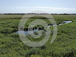 Beautiful wildlife with lakes and water lilies. Landscape with water. The reeds.