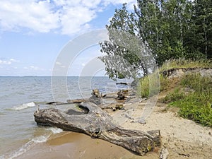 Beautiful wildlife with lakes and water lilies. Landscape with water. The reeds