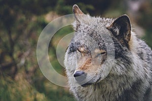 Beautiful wildlife portrait of a grey wolf/canis lupus outdoors in the wild