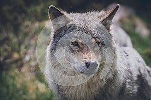 Beautiful wildlife portrait of grey wolf/canis lupus outdoors in the wild