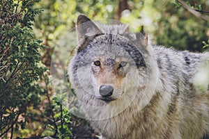 Beautiful wildlife portrait of grey wolf/canis lupus outdoors in the wild