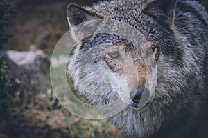 Beautiful wildlife portrait of grey wolf/canis lupus outdoors in the wild