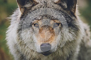 Beautiful wildlife portrait of grey wolf/canis lupus outdoors in the wild