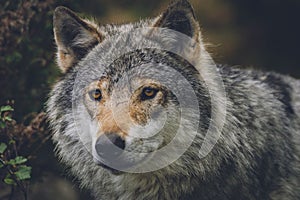 Beautiful wildlife portrait of grey wolf/canis lupus outdoors in the wild