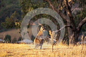 Beautiful wildlife shot of a kangaroo or wallaby standing and eating grass shortly before sunset. Photo taken in Wolgan Valley
