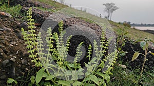 Beautiful wildplants, background.