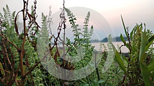 Beautiful wildplants, background